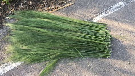 What Is Broom Grass Used For