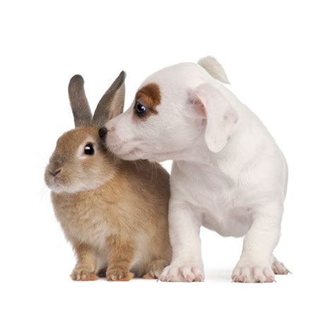 Spanish language stack exchange is a question and answer site for linguists, teachers, students and spanish language enthusiasts in general wanting to in this context it's still used in spain. What does it mean to be truly cruelty-free? Choosing ...