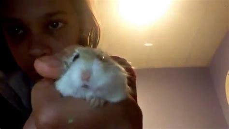 Hamster Play Time Youtube