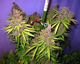 Images of How To Grow Medical Marijuana Indoors