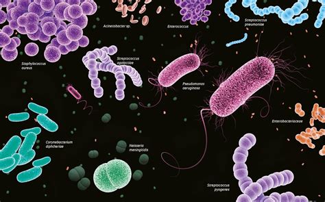 Imagens De Bactérias No Microscópio