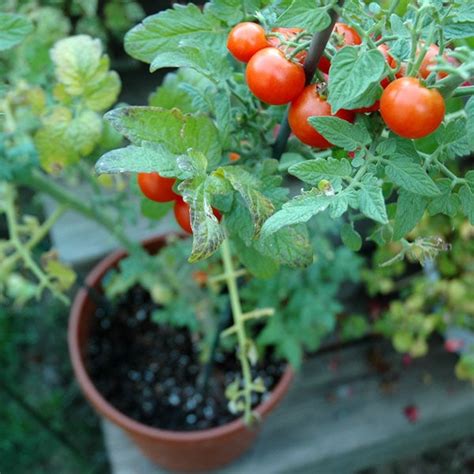When planting the seedlings, fill the containers with pot mixture and insert a cylinder wire cage in them. Tomato Information (Sites & Sources) | Planet Natural