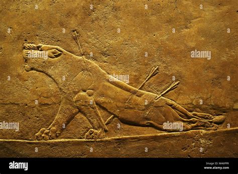 Assyrian Wall Art Relief Of Lion Hunting Scene At The British Museum