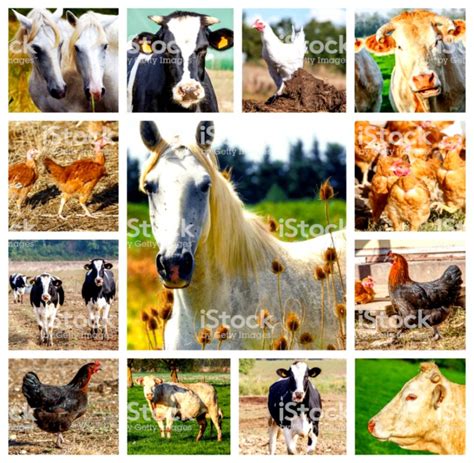 Domestic Animals Collage Net Wallpapers