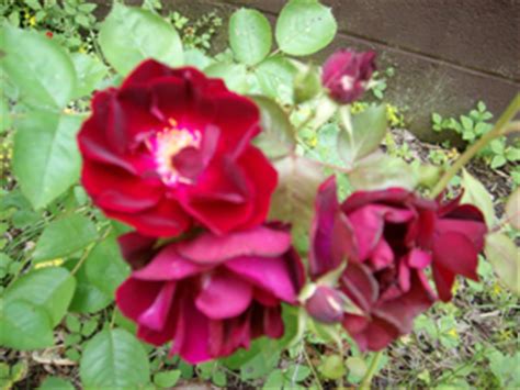 This rose is a deciduous shrub that produces gorgeous bright white flowers for most of the year. RealityShifters | Your Stories 117