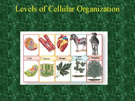 Levels Of Cellular Organization Multicellular Organisms Multicellular
