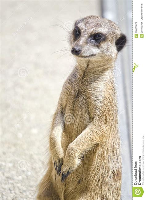 Meerkat Portrait Stock Image Image Of Face Small Mongoose 100601079