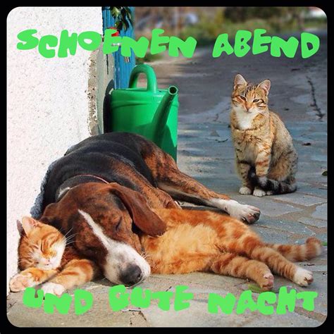 Wir sind gelaufen, emil im tragebeutel. Pin von Dagmar auf Gute Nacht wünsche | Hund und katze ...