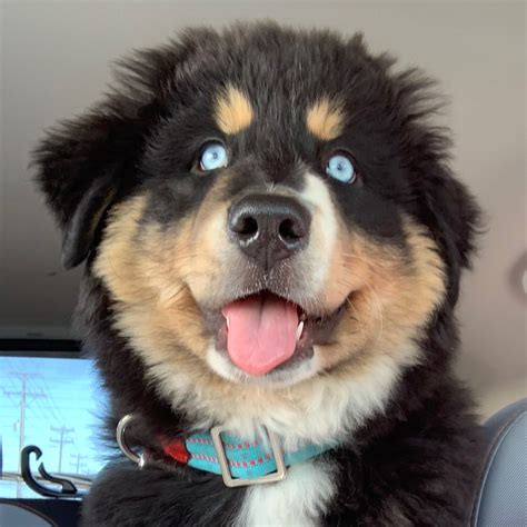 Bernese mountain dogs are best for active homes with lots of opportunities for outdoor exercise and play. Bernese Husky Puppy | Puppies, Pets, Husky puppy