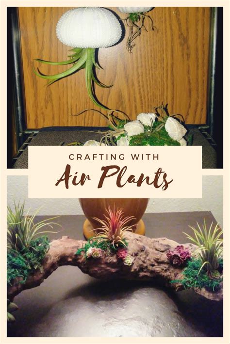For most plants, the nitrogen component of fertilizer is broken down in soil in order for plants to consume it. Crafting With Air Plants: Helpful Tips on Using Tillandsia ...