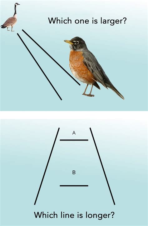 Birds Size Bird Academy The Cornell Lab