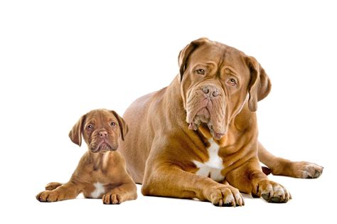 How Much Does A Dogue De Bordeaux Weigh