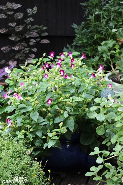 While deer may avoid these plants, they also seem bachelor buttons come in a variety of blue shades; Deer-Resistant Annuals: Colorful Choices for Sun and Shade ...