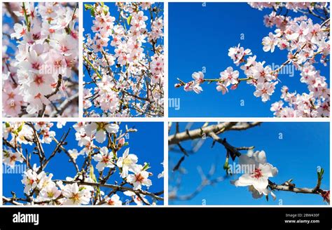 Collage De Diferentes árboles De Almendra En Flor Imagen Para Un