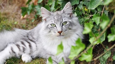 Giftige pflanzen für katzen liste. Welche Pflanzen für Katzen giftig ist | tiergesund.de