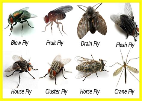 What Might Gnats Fruitflies Furniture And Shoes Mean In A Dream