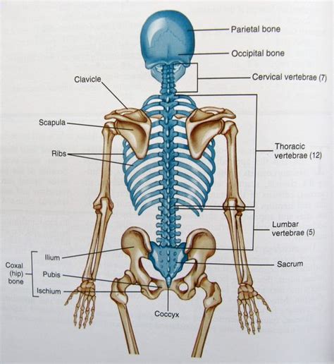 Axial Skeleton Diagram Axial Skeleton Trunks And Skeletons