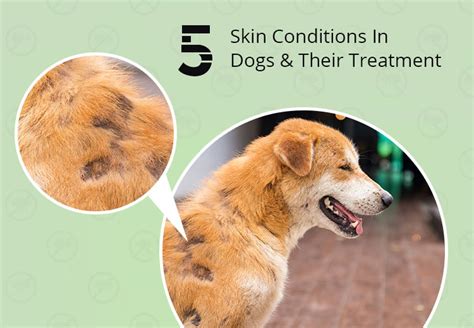 Pcs 5 Skin Conditions In Dogs Petcaresupplies Blog
