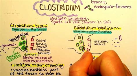 See full list on mayoclinic.org Clostridium botulinum, Botulism - YouTube