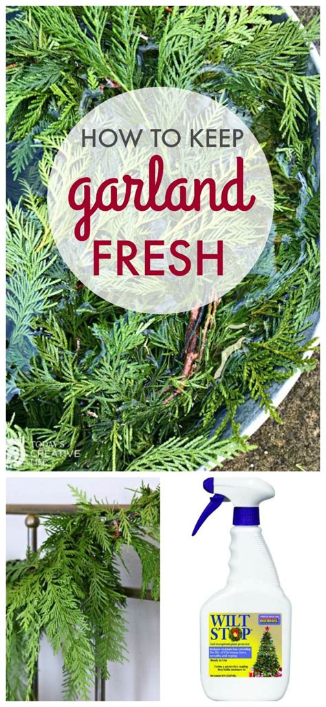 Zucchini noodles doesn't really need a recipe, you would just need a recipe for a sauce. How to Keep Garland Fresh | Fresh greens christmas, Fresh ...