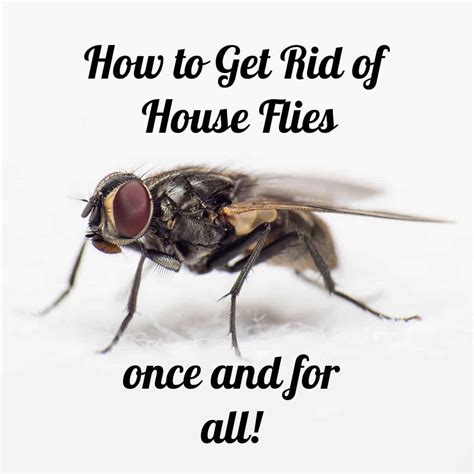 Some men note only dull pain, but others suffer from severe attacks called orgasmic headaches. Why are there Flies in my House all of a Sudden? - Crafty ...