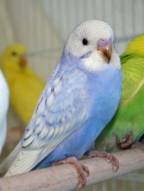 Budgie Parakeet Colors Varieties Mutations Genetics