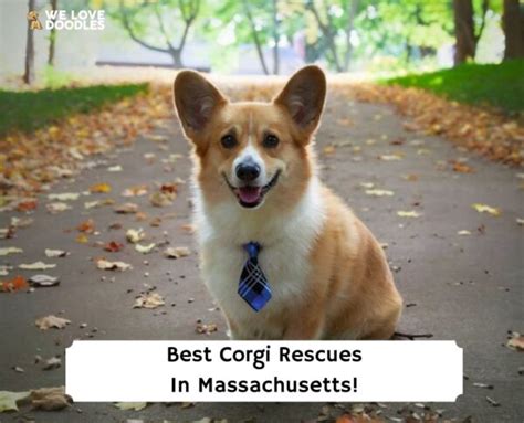 4 Best Corgi Rescues In Massachusetts 2024 We Love Doodles