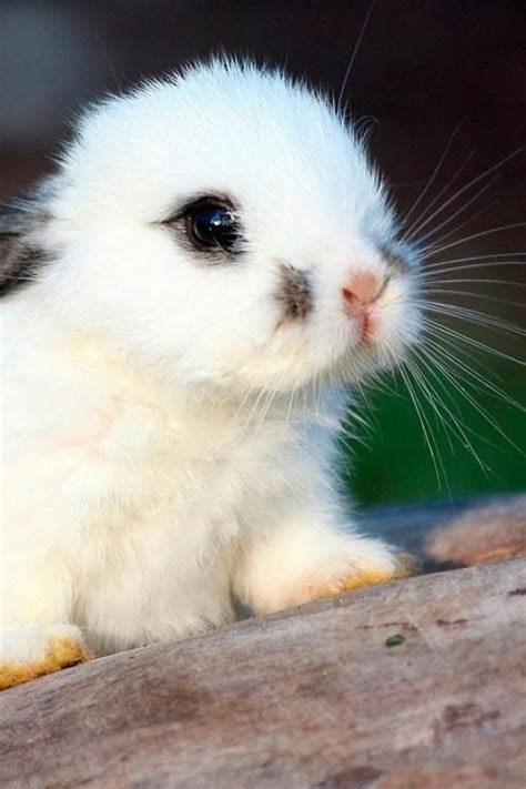 Cute Baby Bunnies Weneedfun
