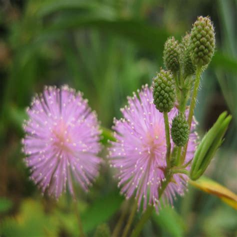 30pcs Sensitive Plant Perennial Herb Seeds Garden Mimosa Pudica Potted