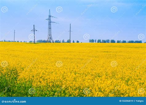 Field Of Canola With Power Transmission Line Stock Image Image Of