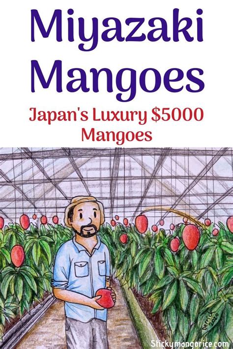 04.04.2018 · taiyo no tamago (egg of the sun) is a variety of mango grown in the miyazaki. Miyazaki Mangoes | Traveling by yourself, Mangoes, Miyazaki