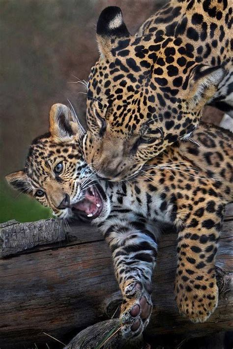 Jaguar Big Cats Wild Cats Cute Animals