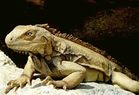 Free Picture Nature Wildlife Animal Reptile Lizard Iguana Wild Eye