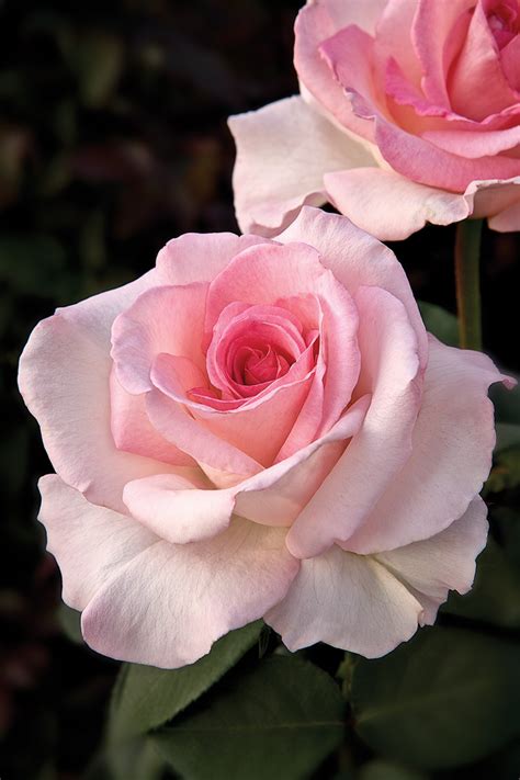 It's amazing what the 'eart can bear. Rosa 'Pink Promise' | J.C. Bakker & Sons Ltd.