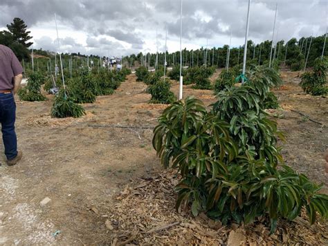 Both sweet and sour cherry trees are easy to grow and both fruits have a wide variety of uses. Pruning avocado trees to keep them small - Greg Alder's ...