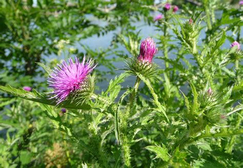 1024x768 Wallpaper Purple Flower With Green Leaves Plant Peakpx