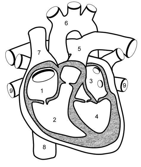 Human Heart Worksheets