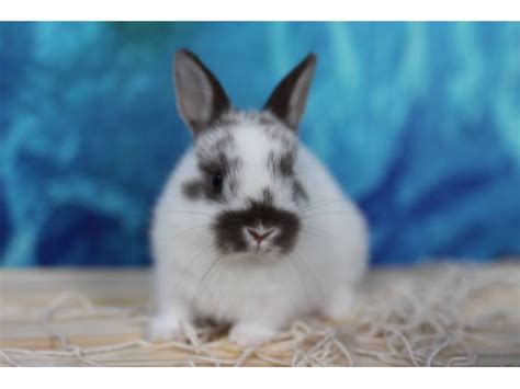 Purebred Netherland Dwarf Bunnies For Sale Madison Bunnies For Sale
