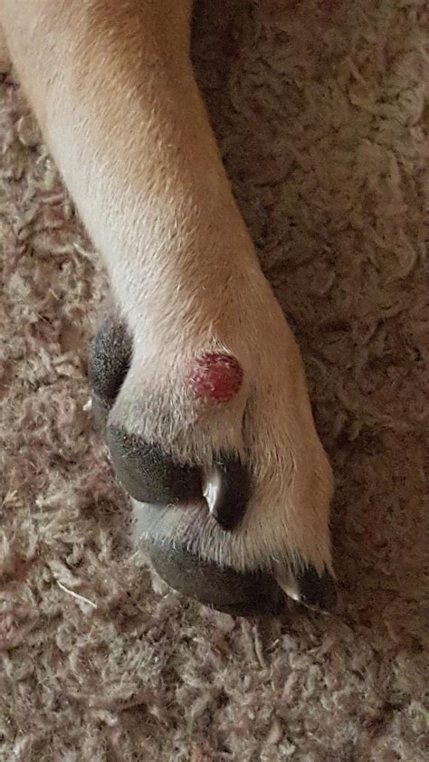 My Dog Has A Round Red Spot On Top Of His Paw Was Just Wondering What