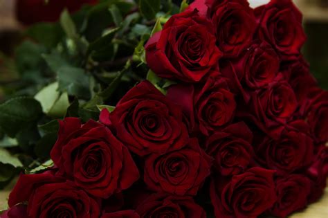 Wallpaper Roses Red Bouquet Flowers 5120x3413 Wallup 1298561