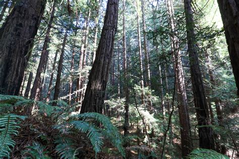 Santa Cruz Mountains Redwoods Preserved In 9 Million Deal