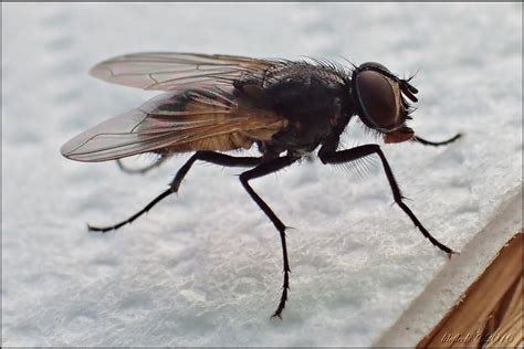 In der aufgabe sind die antworten vorgegeben. Eine Fliege muss im Haus sein - Simmering