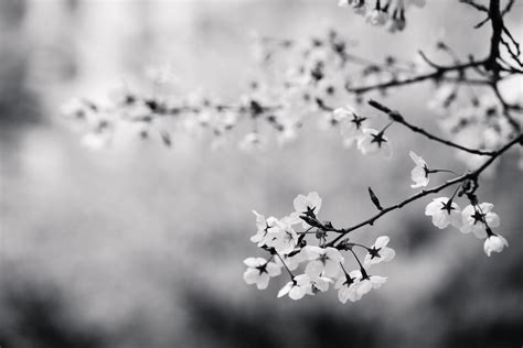 Free Images Tree Branch Winter Black And White Plant
