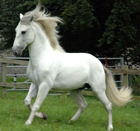 Top 10 Most Beautiful Horses In The World Worldstoptenviewblogspot