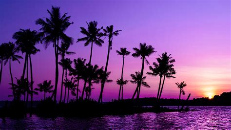 Download Wallpaper 3840x2160 Palm Trees Silhouette Sunset Purple 4k