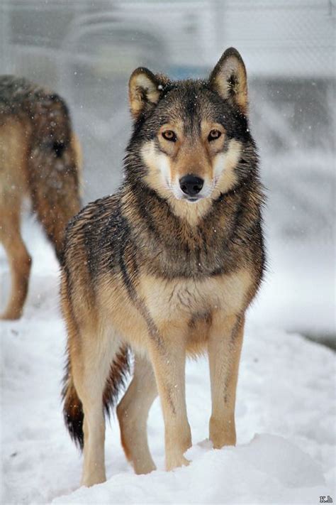 Photograph By Khevyel Beautiful Wolves Animals Beautiful Cute