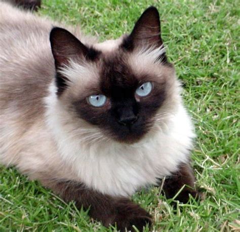 Pictures Of Balinese Cat Breed Balinese Cat Siamese Cats Facts Cat