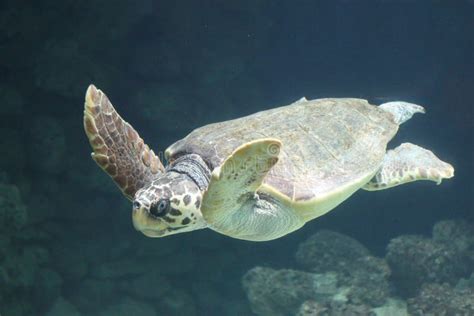 Loggerhead Sea Turtle Caretta Caretta Stock Photo Image Of Marine