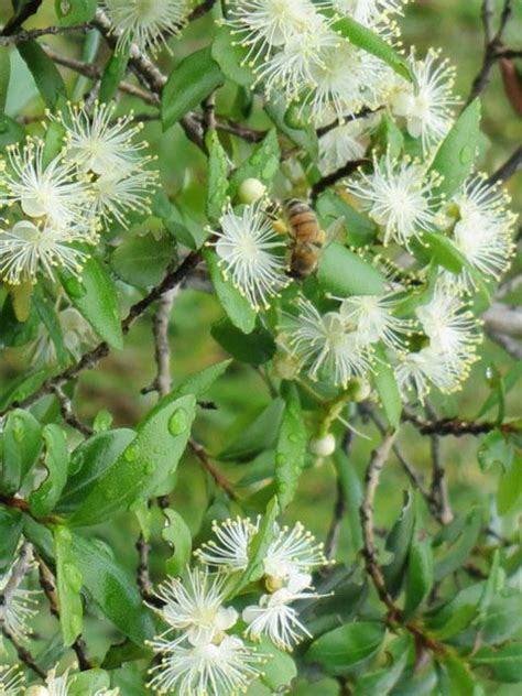 Trees grow to 60 to 80 feet. Simpson Stopper (Myrcianthes fragrans) shrub 5 to 20 feet ...