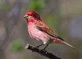 Photos of Red House Finch Song